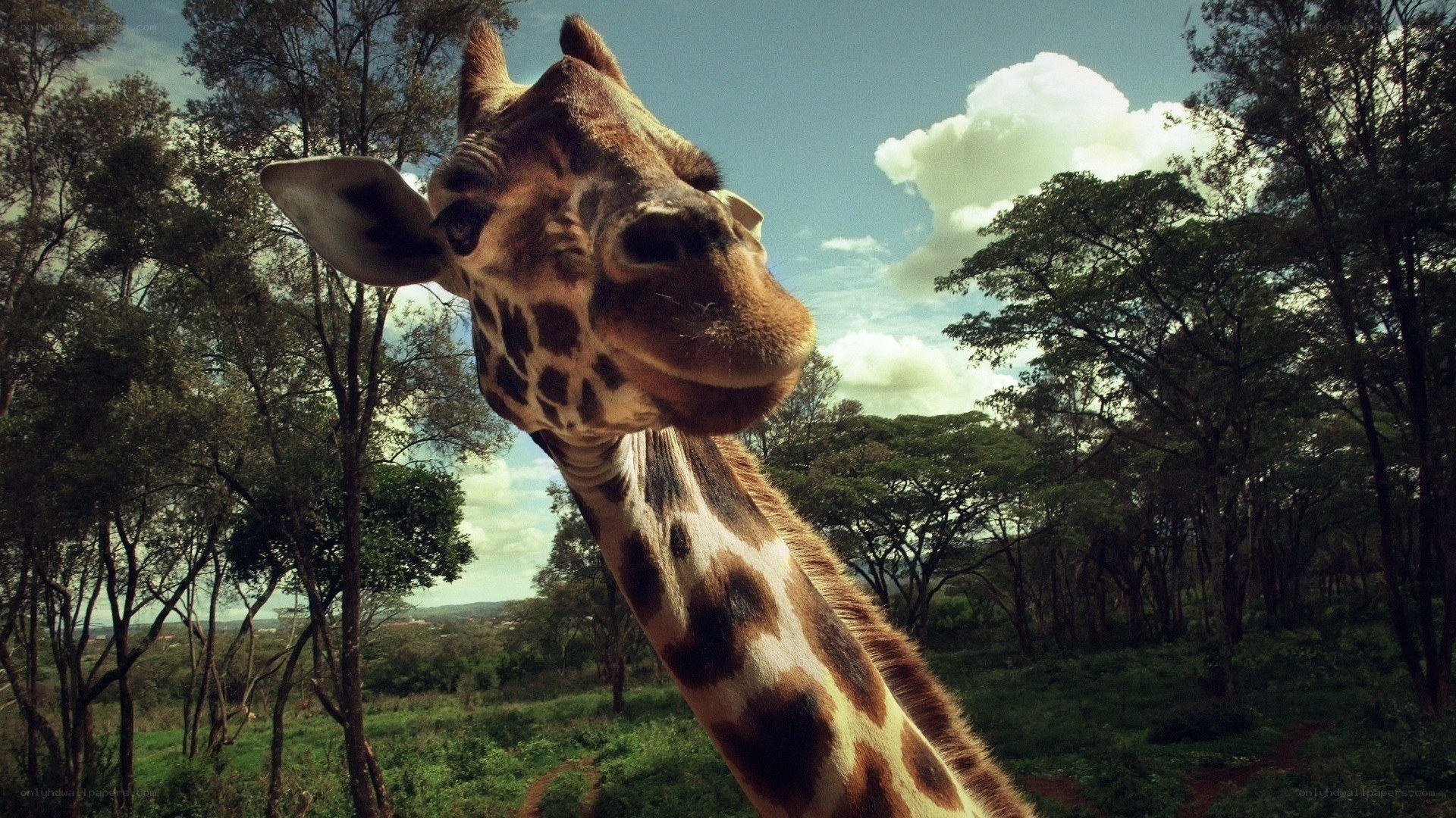 Giraffe in a forest