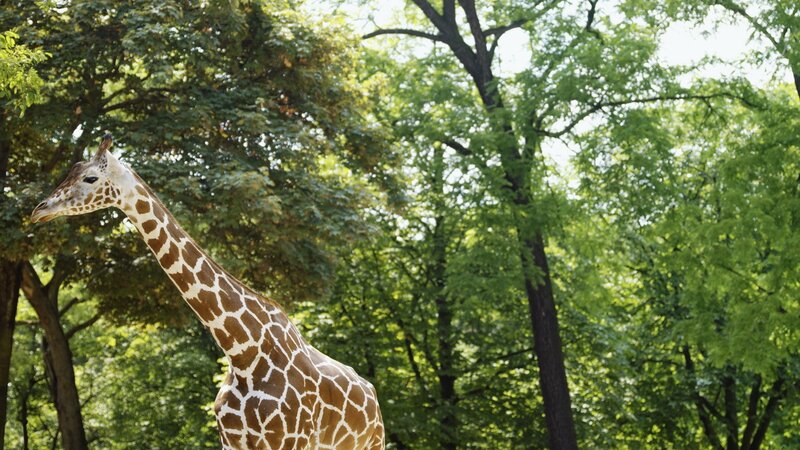 Giraffe in a forest