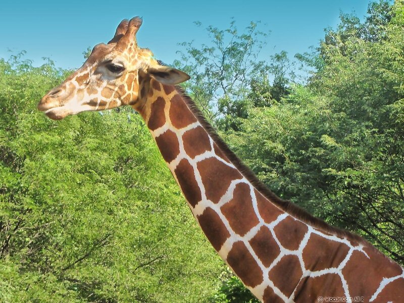 Giraffe in a forest