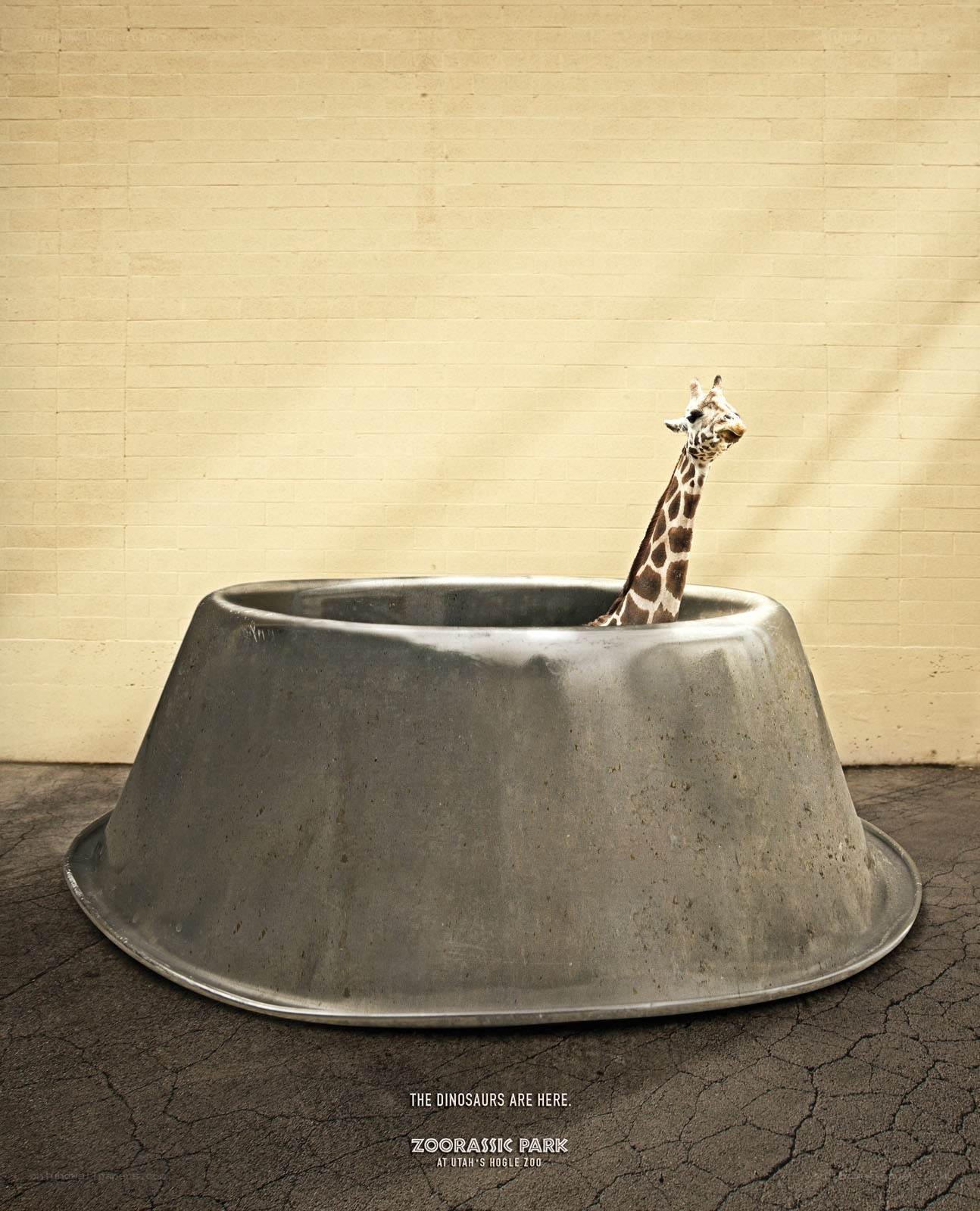 giraffe in a giant bowl