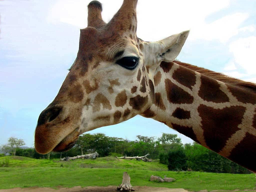 Giraffe in a grassy field