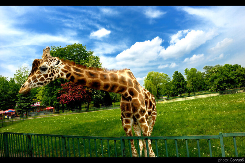 Giraffe in a park