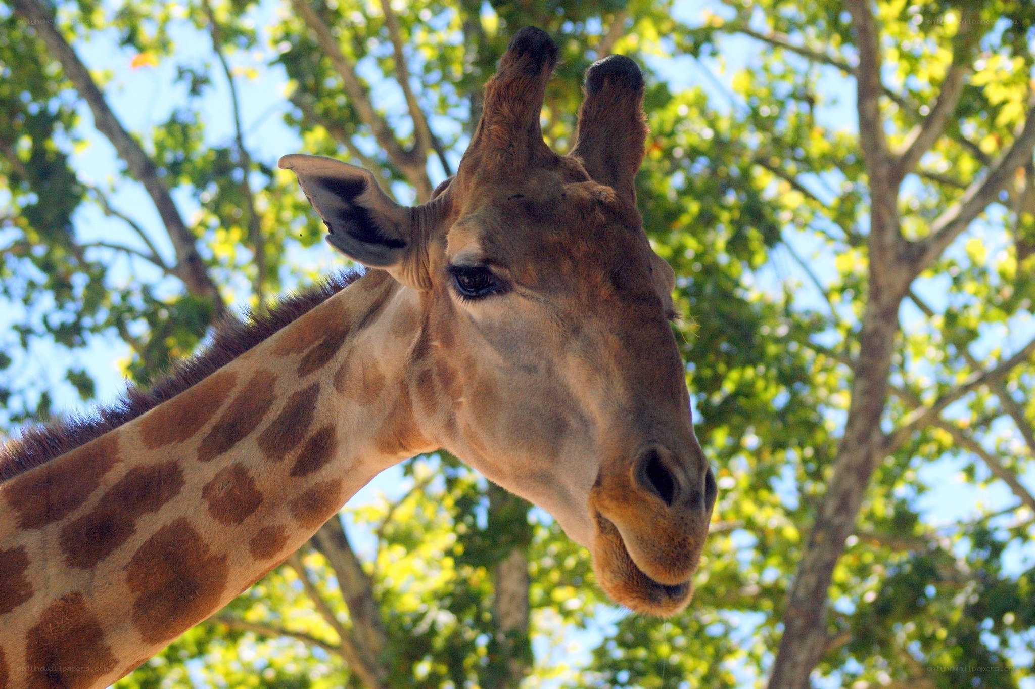Giraffe in a tree-filled environment