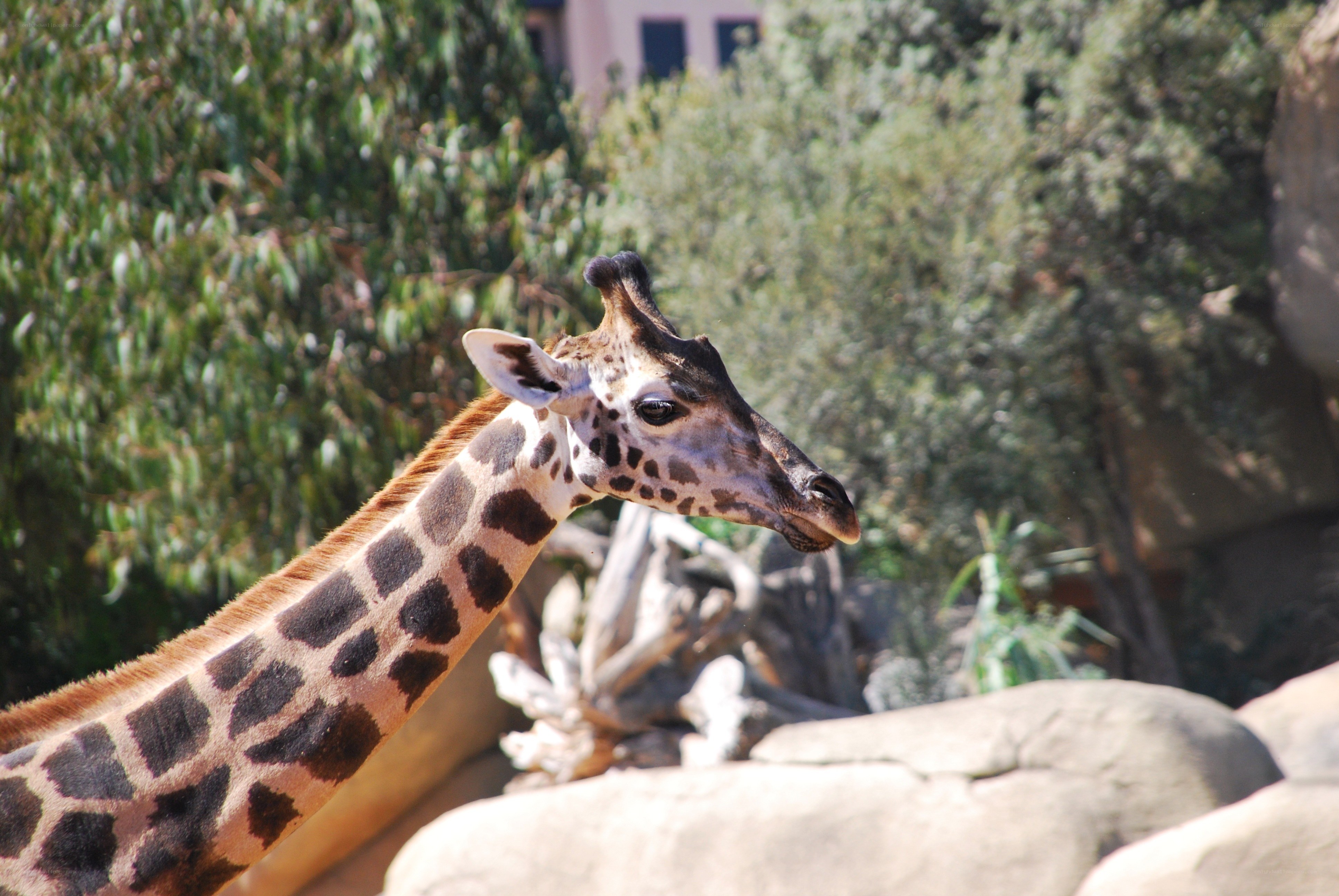 Giraffe in a zoo enclosure
