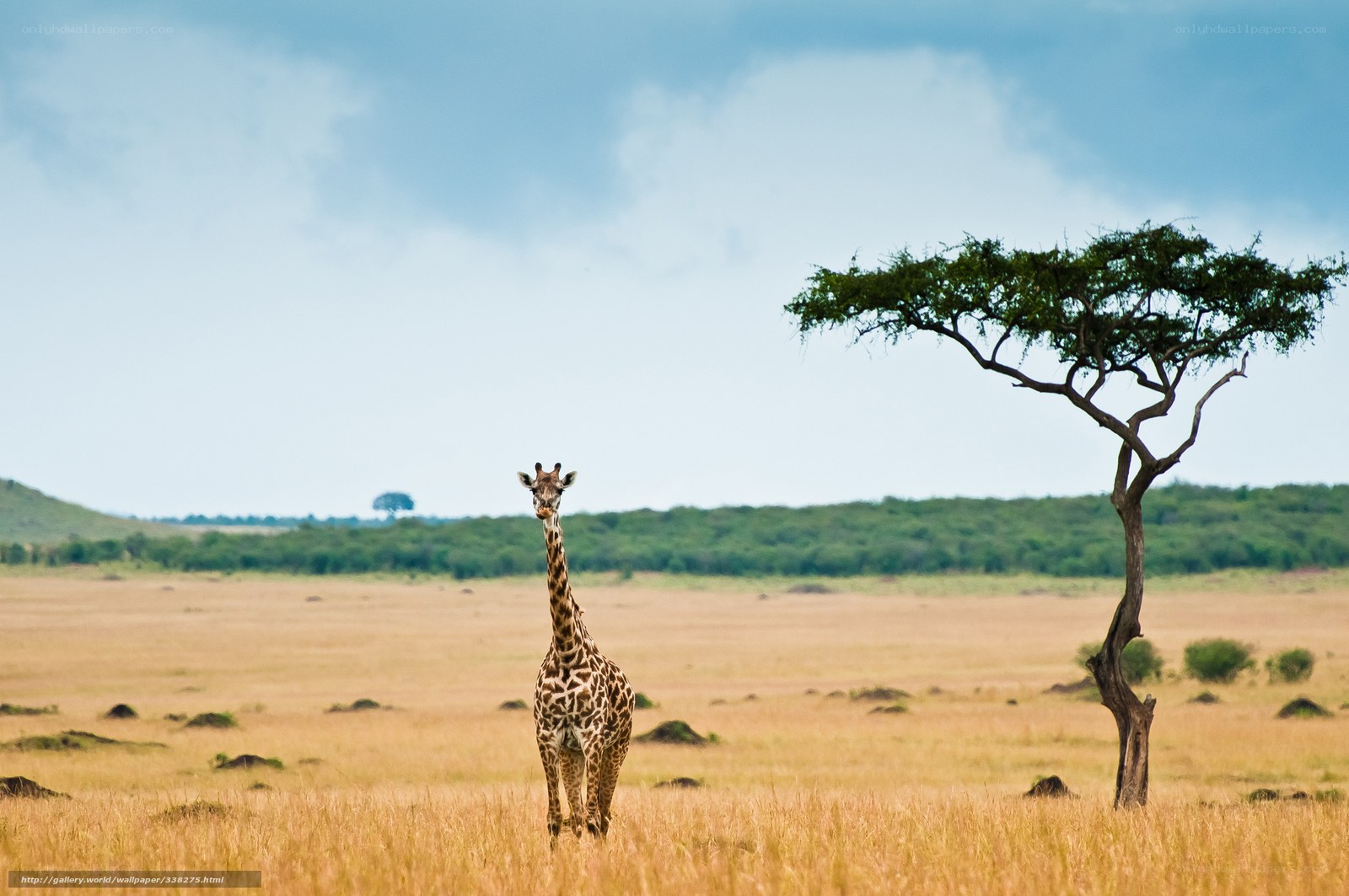 Giraffe in African savanna