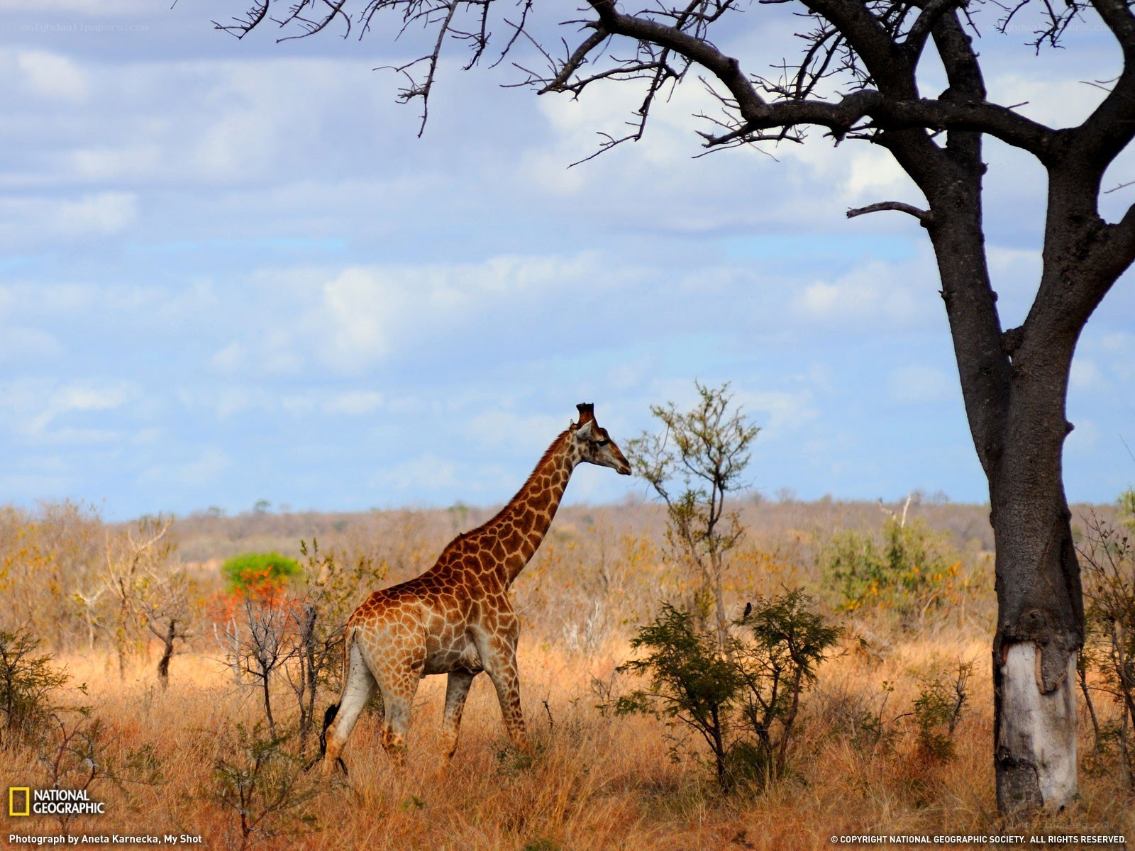 Giraffe in African savanna