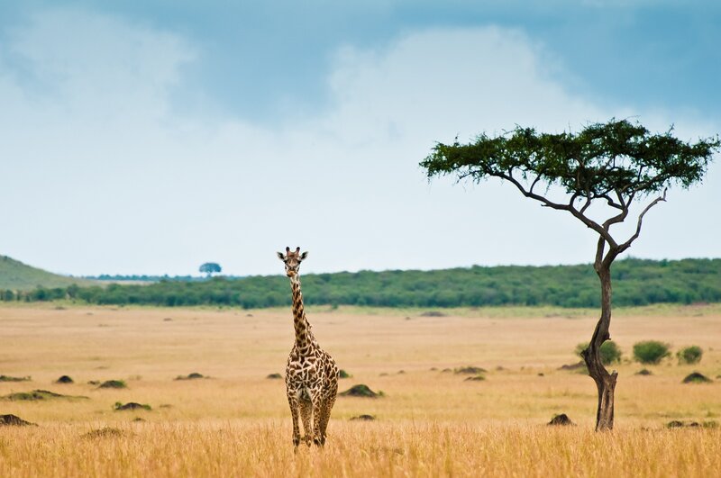 Giraffe in African savanna