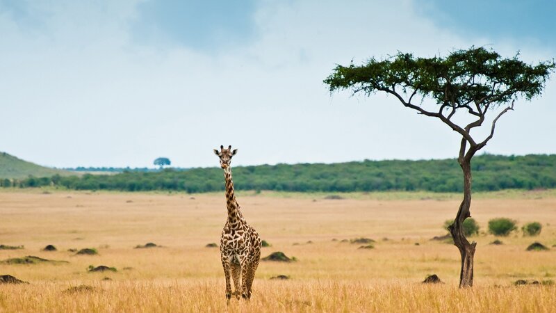 Giraffe in African savanna