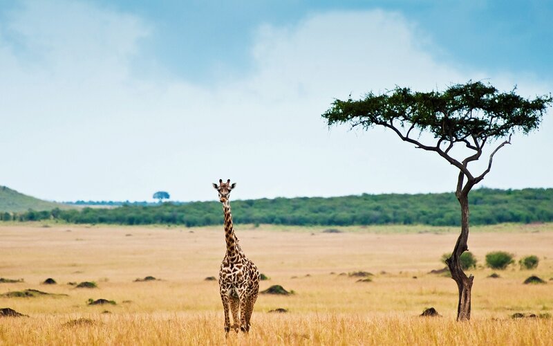 Giraffe in African savanna