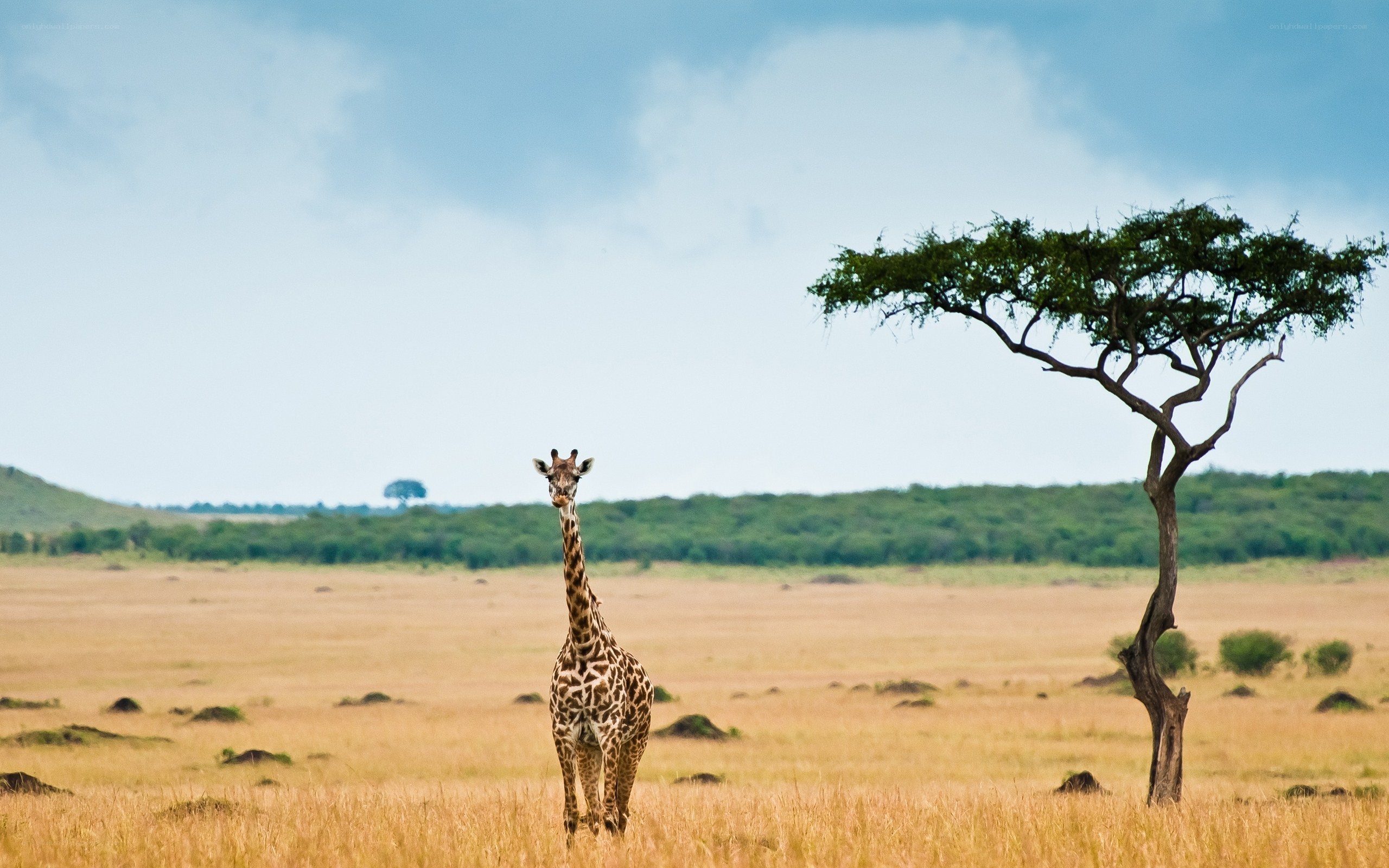 Giraffe in African savanna