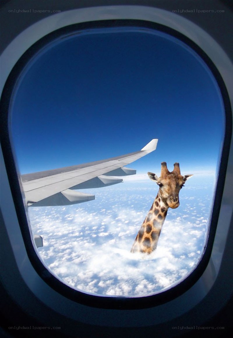 giraffe in airplane window