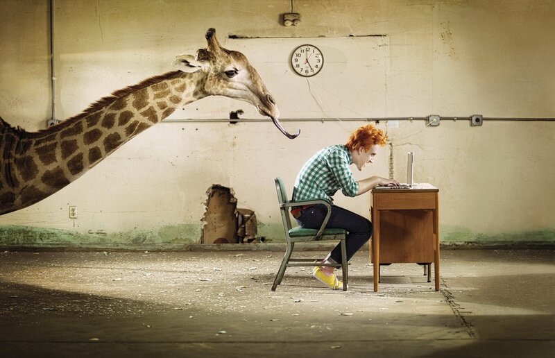 Giraffe in an office