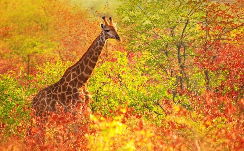 Giraffe in Autumn Foliage