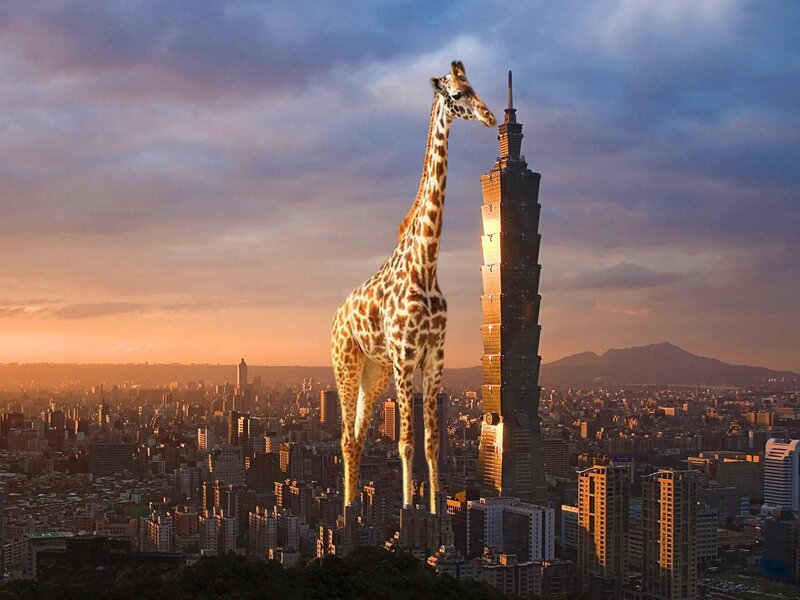 Giraffe in City — Orange