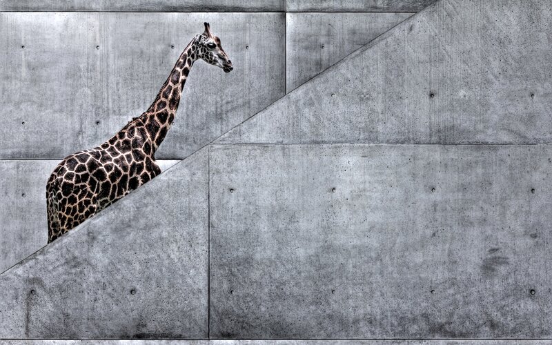 giraffe in concrete structure