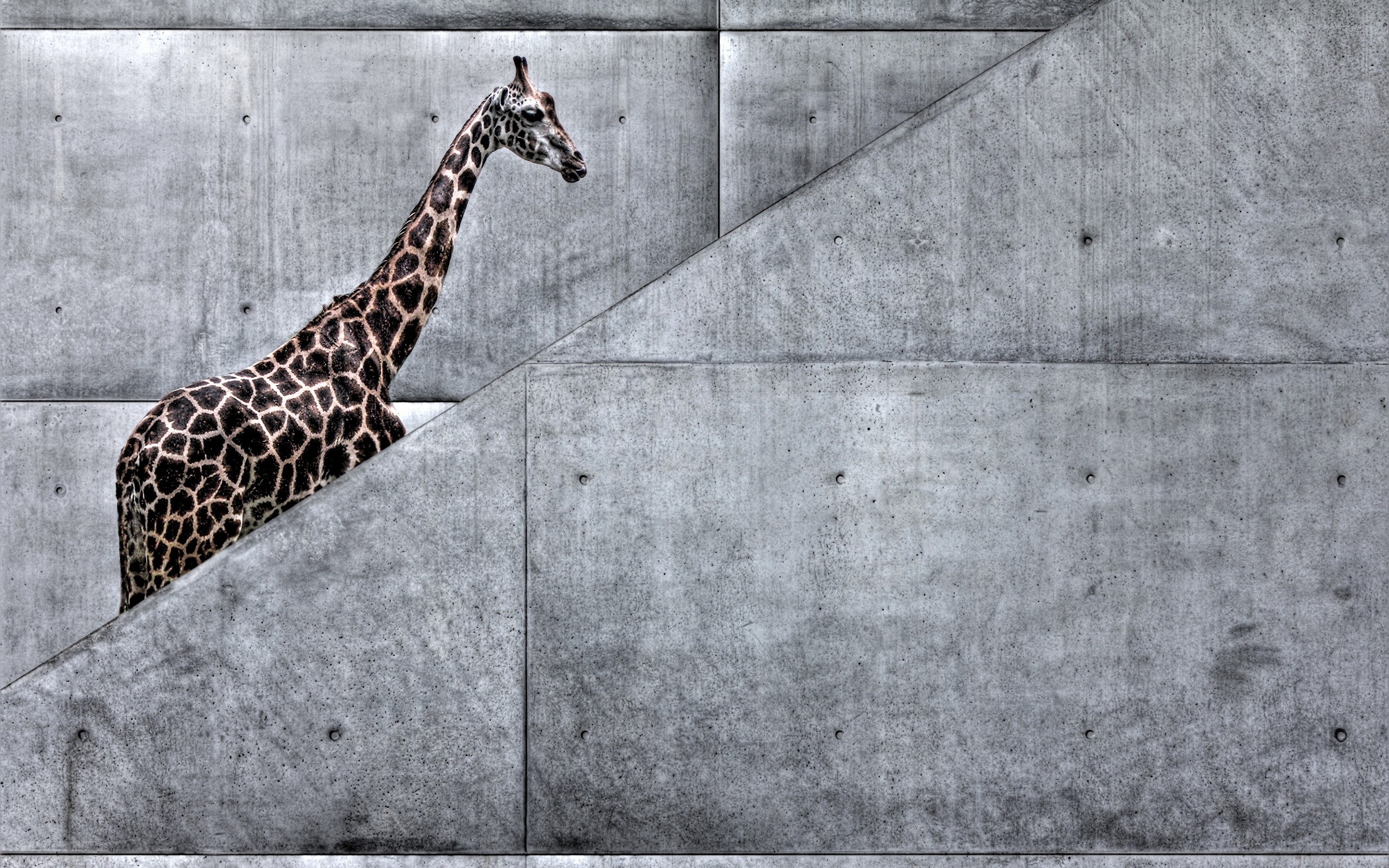 giraffe in concrete structure