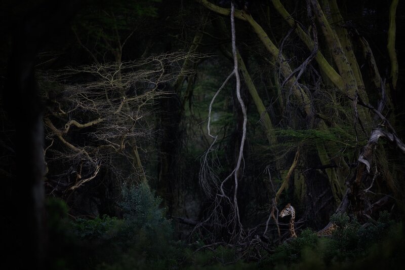 Giraffe in Dark Forest