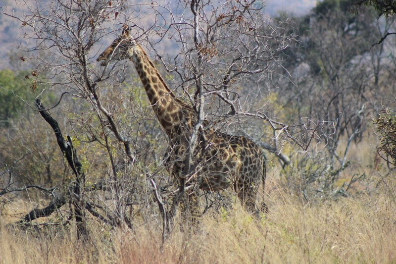 Giraffe in Dry Brush