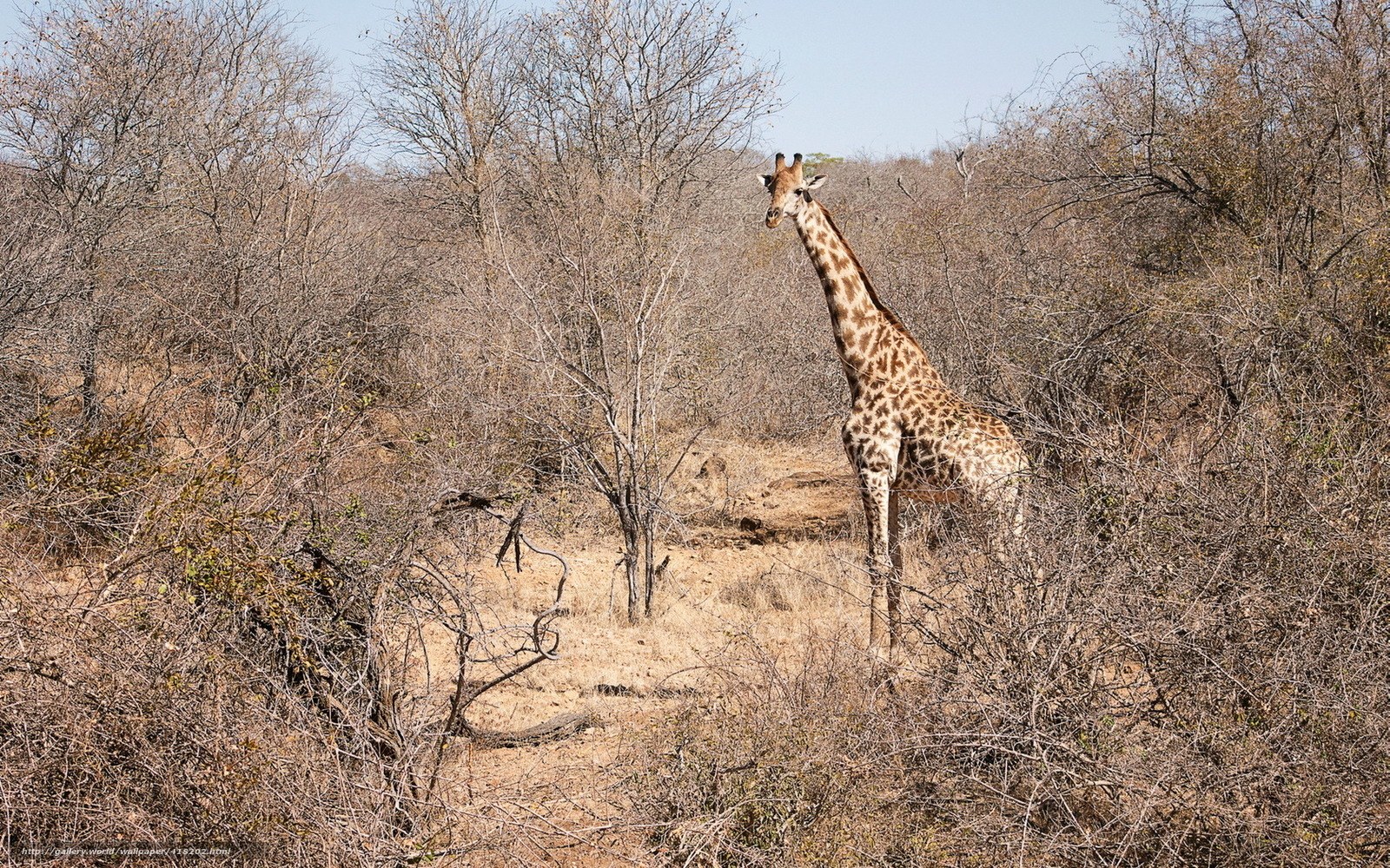 Giraffe in dry bushland
