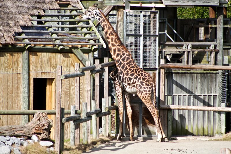 Giraffe in Enclosure — Brown, Calm