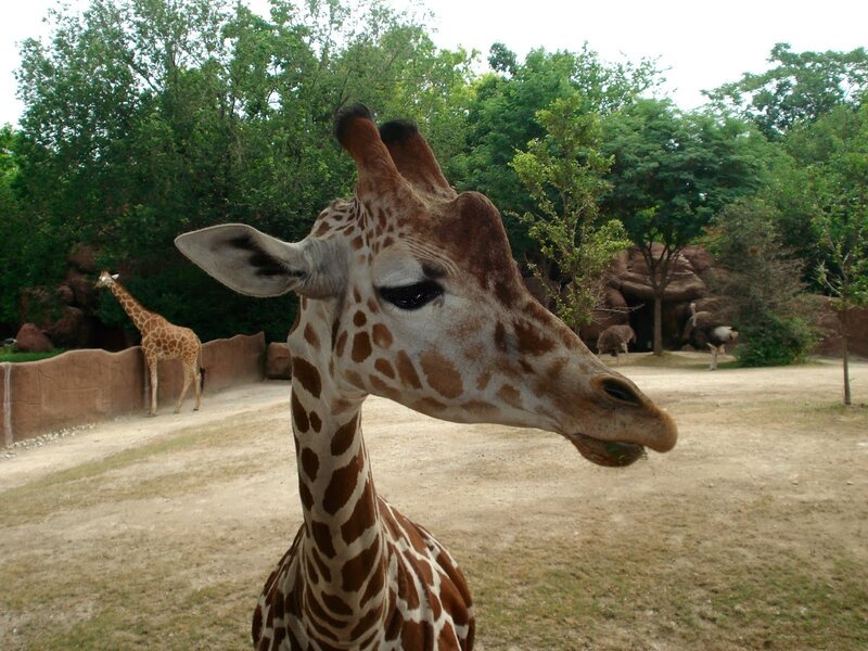 Giraffe in Enclosure — Brown