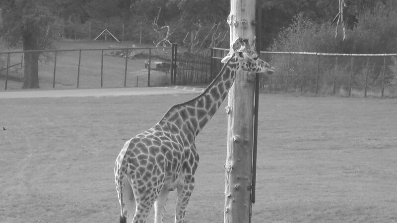 Giraffe in enclosure