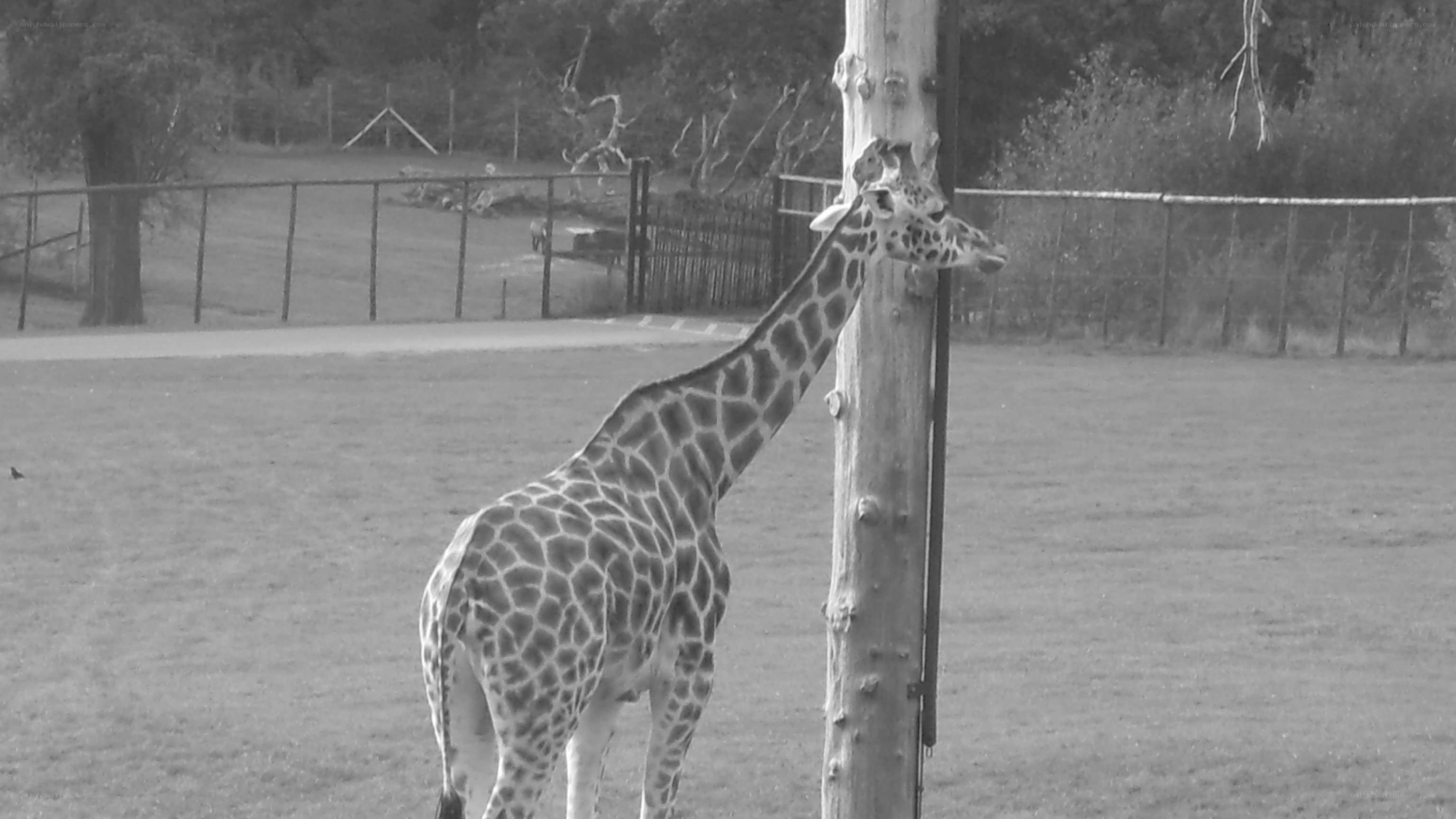 Giraffe in enclosure