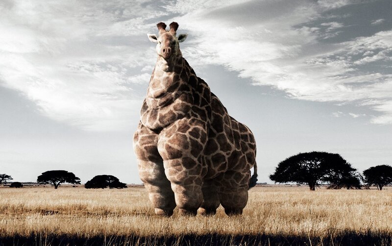 Giraffe in Field — Brown, Dramatic