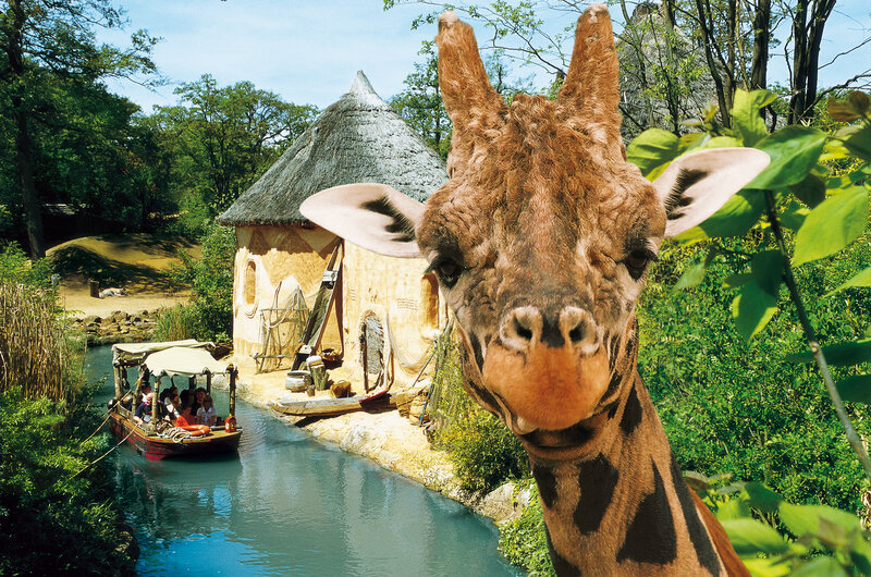 Giraffe in Foreground