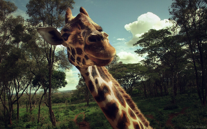 Giraffe in Forest — Green