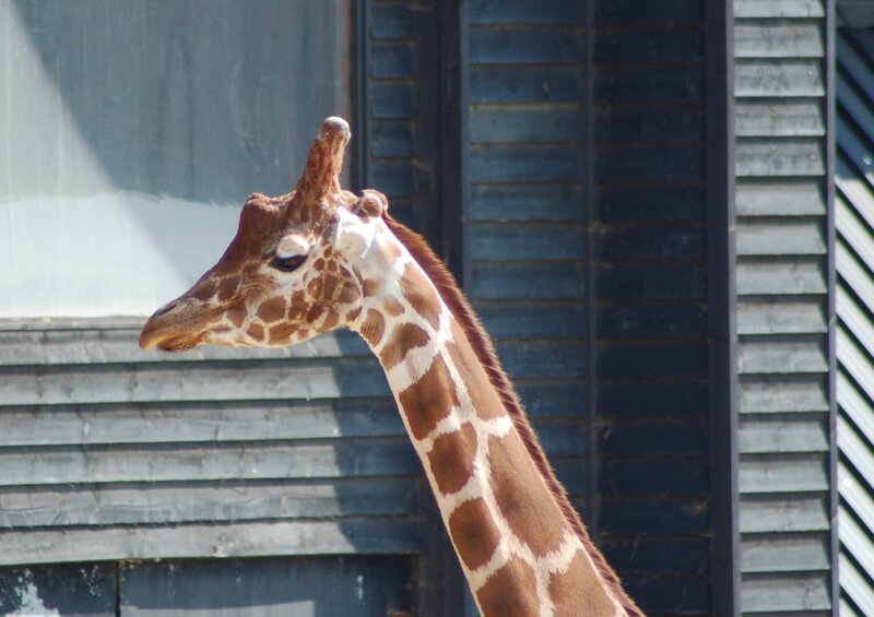 Giraffe in front of a building