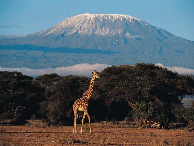 Giraffe in front of Mount Kilimanjaro