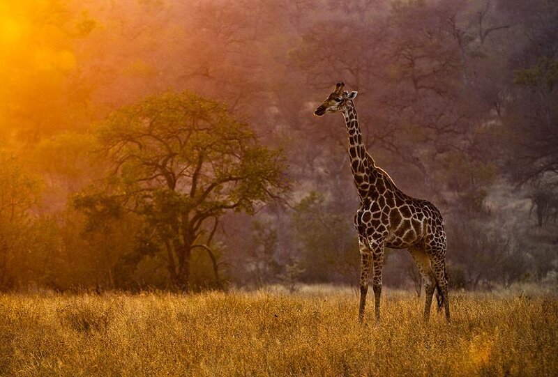 Giraffe in golden sunset