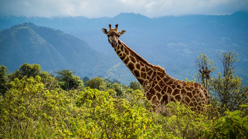 Giraffe in Grassland — Green, Serene, Afternoon