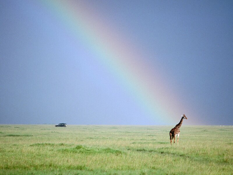 Giraffe in Grassland — Green, Serene