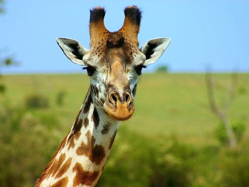 Giraffe in Grassland — Green
