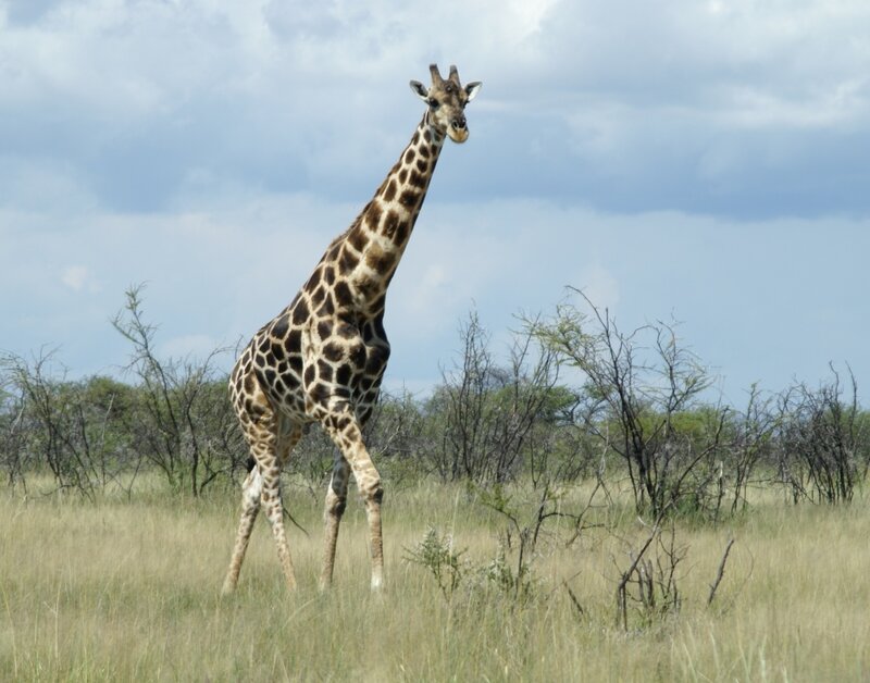 Giraffe in Grassland