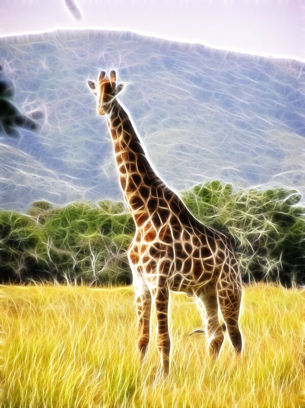 Giraffe in Grassy Field
