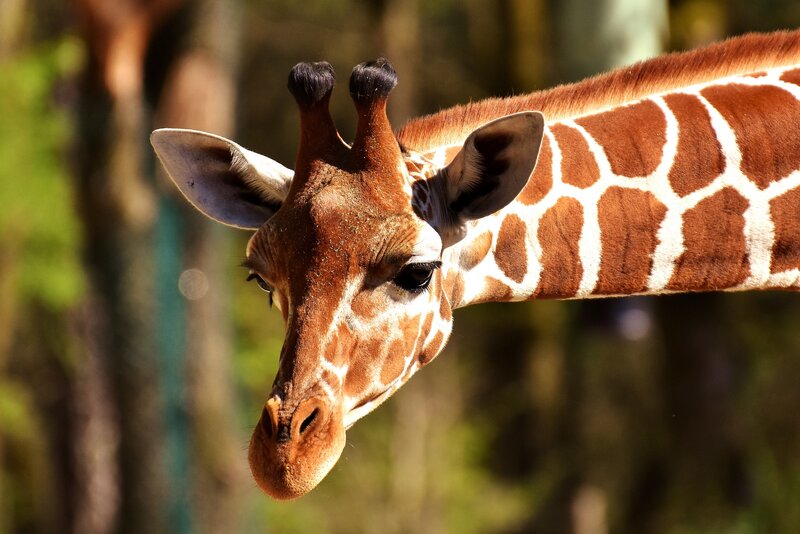 Giraffe in natural light