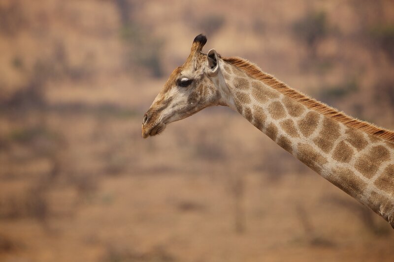 Giraffe in Profile — Brown