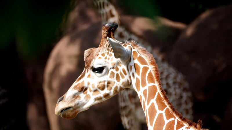giraffe in profile