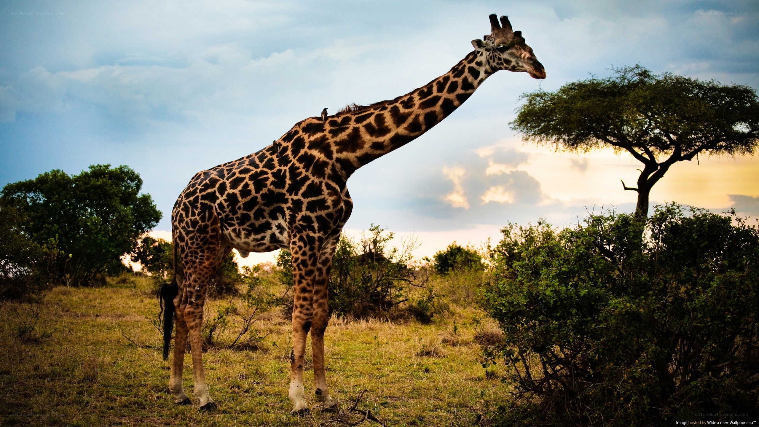 giraffe in savanna at sunset