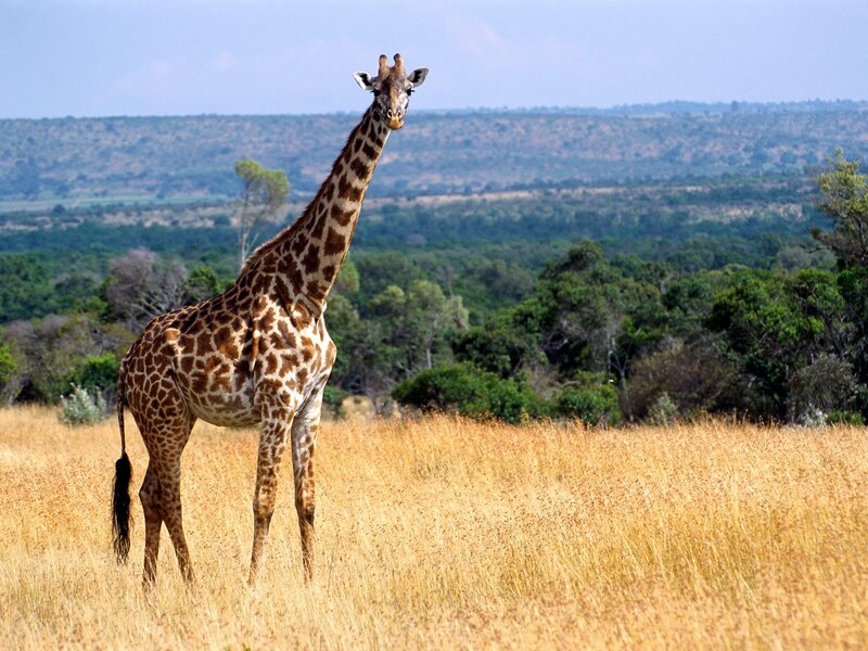 Giraffe in Savanna — Brown, Calm