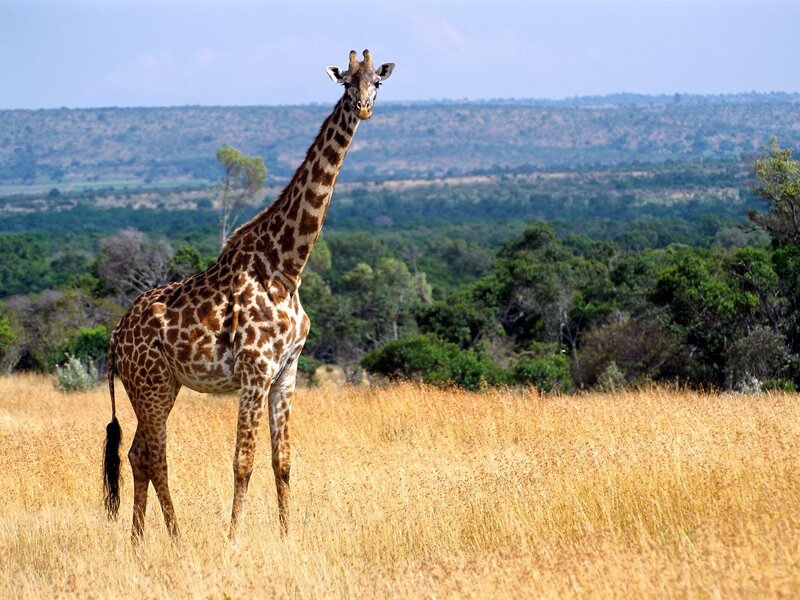 Giraffe in Savanna — Brown, Serene, Afternoon, Photograph, Grass