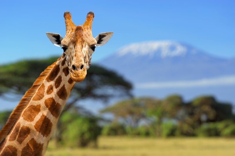 Giraffe in Savanna — Brown, Serene, Afternoon, Photograph, Mountain