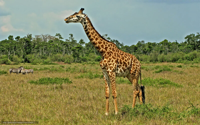 Giraffe in Savanna — Brown, Serene, Afternoon, Photograph, Zebras