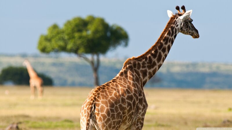 Giraffe in Savanna — Brown, Serene, Afternoon
