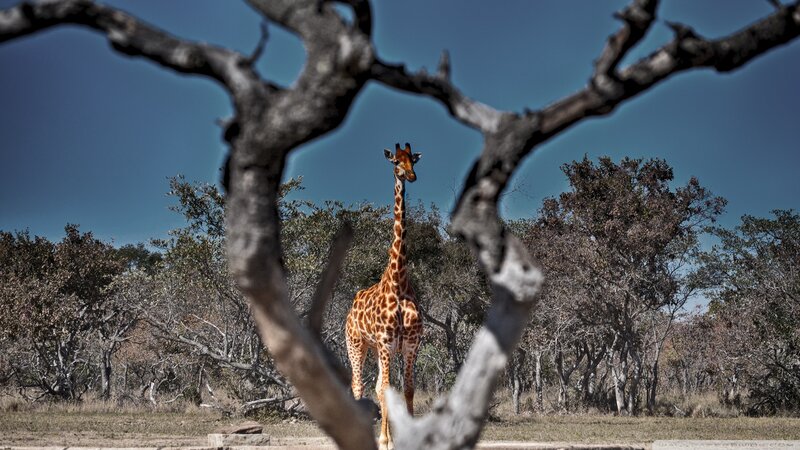 Giraffe in Savanna — Brown, Serene