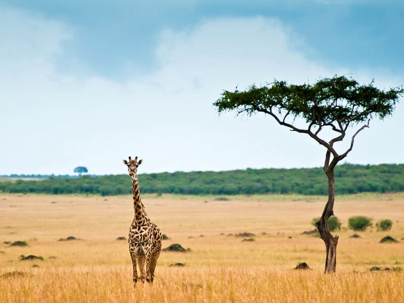 Giraffe in Savanna — Brown