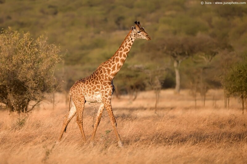 Giraffe in savanna grassland